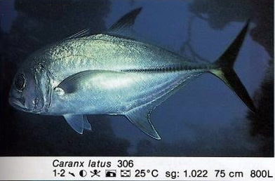 Caranx latus